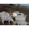 100% Full  Boer Goats , Live Sheep,  Pregnant Holstein Heifers  Ready for Export