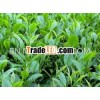 china organic royal green tea