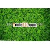 Famous Organic Green Tea high quality green organic tea