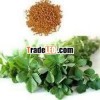 Fenugreek Leaves