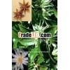 Illicium Verum Star Aniseed