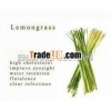 Lemon Grass