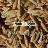 cheap cumin