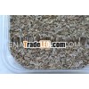 GUJARAT ORIGIN DILL SEED