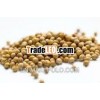 coriander seeds suppliers