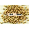 Coriander Seeds