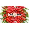 FRESH RED CHILLI -BEST PRICE
