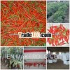 FRESH RED CHILLI