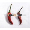 fresh chili,  dried chili