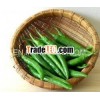 Fresh big green chilli