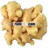 Fresh Ginger/ Organic Ginger Available 2013 new crop