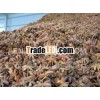 VIETNAM ANISEEDS/ ANISE