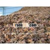 Vietnam new crop Star aniseeds