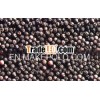 Selling Black pepper with best price