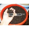 Vietnam Black Pepper (500 G/L or 550 G/L):