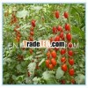 850g 22-24%canned tomato paste manufacturer