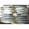 Canned Sardines in Oil