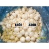 Canned Marinated Champignon Mushroom (canned food)