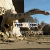 Dinosaur fun amusement park games