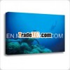 Hello Sea Turtle Photograph Giclee Canvas Prints Wall Art Decoration