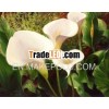 Canvas Art: "callas Lillies" Vivid Floral Scape 24x30