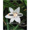 Lilium Polyphyllum