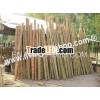 MANH TONG BAMBOO WITH KNOT