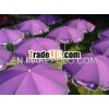 Advertising Umbrella