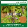 Best Coleus Forskolin P.E