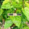 Mulberry leaf extract