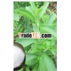 Chinese stevia leaves extract powder 95%