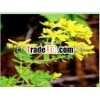 St. John's Wort P. E.