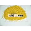 Rape pollen popular in Arab