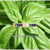 100% Basil Oil