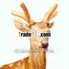 Ma Lu Rong-red Deer Antler/Cervus Elaphus Linnaeus