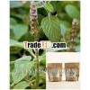 Coleus Forskohlii Root Extract