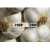 Pure Garlic Extract Oil
