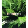 Pure Spinach Extract