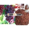 Pure Grape Seed Extract