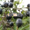 Yao Shu Li Guo Ceanothus Fruit Dried fruit for medicine use