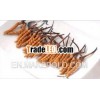 Dong chong xia cao Cordyceps Cordyceps sinensis