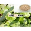 Centella asiatica leaf extract Powder 10%
