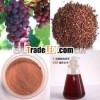 Grapeseed Extract Powder