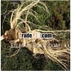 chinese ginseng