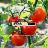Pure Tomato Extract