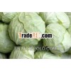Cabbage in Extract Form