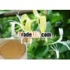 Hhigh Quality Honeysuckle Flower Extract