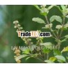 Pure Tulsi Extract