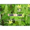 Bitter Gourd Extract
