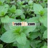 Pure and Natural Spearmint Oil bp